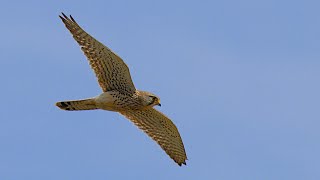 Common kestrel with Epic music [upl. by Atinel]