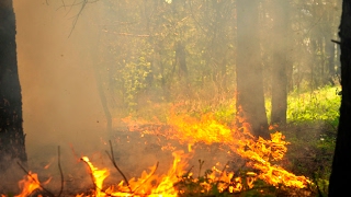 Kuršių Nerijoje kilo gaisras įtariamas padegimas [upl. by Corsiglia]