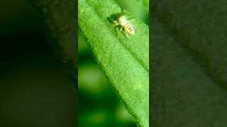 Tiny whitejawed jumping spider quick turnaround [upl. by Alverson]