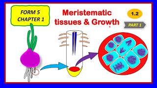 SPM BIOLOGY KSSM FORM 5 12 MERISTEMATIC TISSUES amp GROWTH [upl. by Gill]