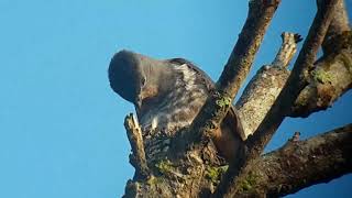 20150827 071959 Buffthroated Purpletuft Iodopleura pipra Fazenda Angelim Ubatuba [upl. by Anirtik842]