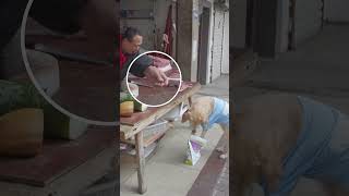 狗狗拿狗糧換肉，攤主誤會5元買糧The stall owner bought dog food for 5 yuan [upl. by Teloiv]