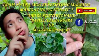 Benefit of Alugbati  Basella alba Rubra  GREEN  HANDS VLOG [upl. by Allemac]