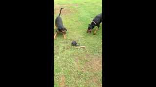 Doberman VS Snake Caution  Graphic [upl. by Clerc938]