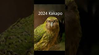 2024 kakapo and 5000bce kakapo animals kakapo trending [upl. by Sac861]