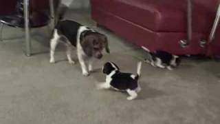 Pocket Beagle Puppies  5wks Playing with their Daddy [upl. by Gallager]