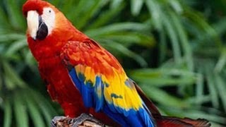 EL GUACAMAYO EN PELIGRO DE EXTINCION [upl. by Notrub]