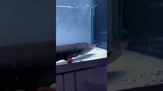 Electric eel ⚡️false eel trendingshorts youtuber marinelife video credits猛鱼先生 ❤️ [upl. by Queridas197]