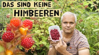 Japanische Weinbeeren im Garten anbauen So schmecken die himbeerähnlichen Früchte Anbautipps [upl. by Marzi320]