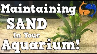 Maintaining A Sand Substrate In Your Aquarium KGTropicals [upl. by Rogers]