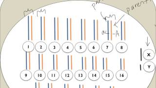 Chromatin Chromosomes and Chromatids Oh My [upl. by Zanahs]