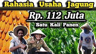 💸 Untung Rp112 Juta Satu Kali Panen 🌽 Hitungan Usaha Bisnis Budidaya Jagung Hibrida Lahan 1 Hektar🌽 [upl. by Oer]