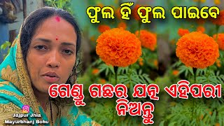 ଗେଣ୍ଡୁଫୁଲ ଲଦିହେବ ଗଛରେ କଣ ଖତ ଦେବା କିପରି ଯତ୍ନ ନେବା Marigold Care amp FertilizerOdia Gardening Video [upl. by Slemmer]