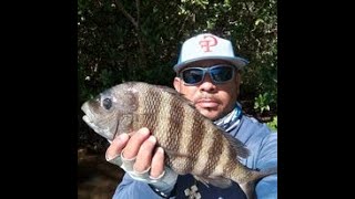 Fishing with Los 16quot Sheepshead at Weedon Island [upl. by Eduard]