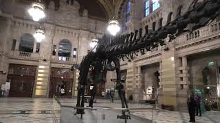 Dippy On Tour  Dippy the Diplodocus Dinosaur  Kelvingrove Art Gallery amp Museum  Glasgow 4KUHD [upl. by Enirehs]