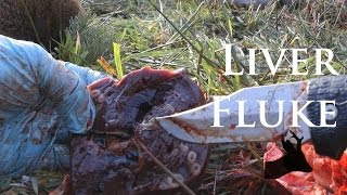 Roestalker Carcass inspection  Liver fluke in roe deer [upl. by Hirsh566]