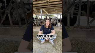 SAPEVI PERCHÈ I MATERASSI SONO FONDAMENTALI PER LE VACCHE 🤩 materasso benessere cowcomfort [upl. by Jennilee19]