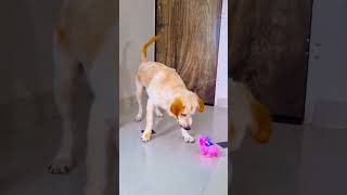 मेरे डॉगी की बेस्ट फ्रेंड कौन है😥funnydogs shorts [upl. by Neibaf771]