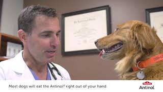 How to Feed Your Dog with Antinol® [upl. by Sharron]