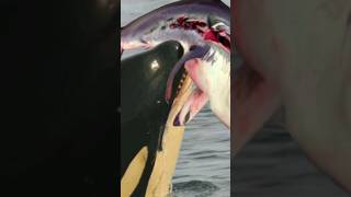 Orca Kill Sharks For Liver  Killer Whale vs Great White Shark🦈😱 [upl. by Woo343]