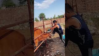 The process of trimming cattle ox horn Good tools and machinery can increase work efficiency [upl. by Larrabee]