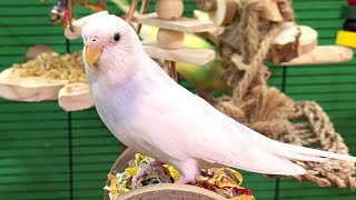 7 hours of budgie singing and calling sounds [upl. by Ahser]