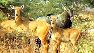 Irritated Nilgai bull Protect his Family and Herd [upl. by Yblocaj623]