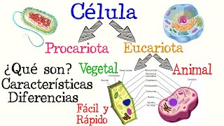 🌐Células Procariotas y Eucariotas🌿🐱  Fácil y Rápido  BIOLOGÍA [upl. by Avah]