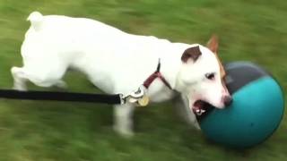 Jack Russell Terrier BASKETBALL MADNESS [upl. by Vita]