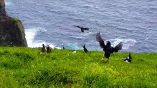 Puffin  Fratercula arctica [upl. by Nylirem]