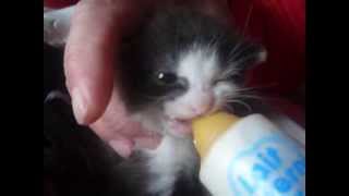 → Le bébé chat de Princesse qui boit au biberon [upl. by Dunaville309]