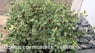 Cornus controversa Variegata Garden Center online Costa Brava  Girona [upl. by Mirak93]