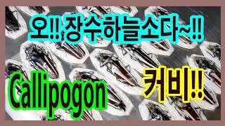 남미의 거대하늘소에 장수하늘소들까지 넘쳐난다 만천이 과감하게 투자한 남미하늘소들 직관 감상하기 [upl. by Enigroeg]