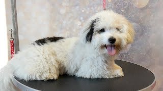 Grooming Guide  How to Groom a Coton de Tulear 46 [upl. by Rosalinde]