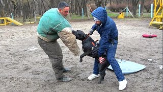 😮The iron jaws of the pit bull firmly gripped the attacker GUARDODESSA Training of service dogs [upl. by Eamanna671]