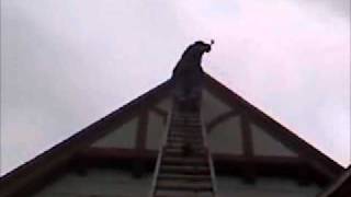 Climbing two extension ladders tied together extremely crazy guy [upl. by Joseito]