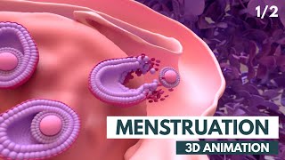 Menstrual Cycle Basics  3D animation 12 [upl. by Nanoc239]