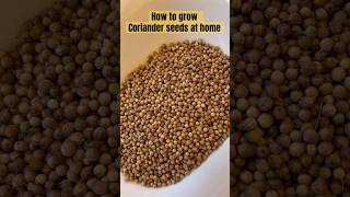 How to grow Coriander seeds at home cilantro corianderseeds dhaniya homegardening leaves [upl. by Shugart]