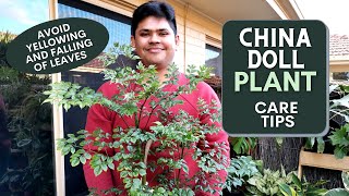 China Doll Plant Care Tips  Avoid Falling and Yellowing of Leaves [upl. by Yecad]