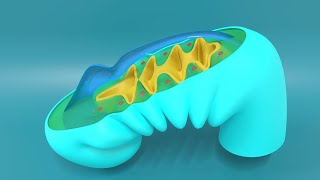 3D Embryology of Pharyngeal arches Pharyngeal Pouches Pharyngeal clefts and Pharyngeal Apparatus [upl. by Ordnas]