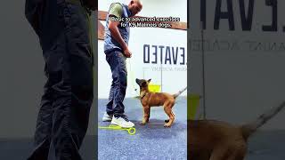 dog k9protection doglover pets workingk9 dogs germanshepherd k9 doglife armedk9 [upl. by Kreg472]