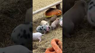 The cutest baby piglets ever [upl. by Enitsyrhc348]