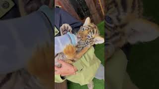 🐯🐯🐯drinking milk tigercub tiger kitten foryou fpy cute kitty zoo adorable [upl. by Mckenzie]