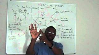 Brachial plexus made ridiculously simple PART 4 Lecture [upl. by Anauj]