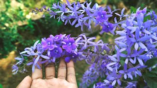 নীলমনি লতার সম্পূর্ণ পরিচর্যাSandpaper Vine or Petrea Volubilis Care and Tips for Lot of Blooming [upl. by Hedelman]