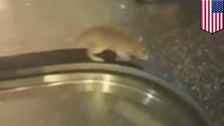 Rat stuck on an escalator in Los Angeles is a perfect metaphor for life’s futility [upl. by Miza]