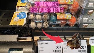 Supermarkt Wachteleier Ausbrüten geht das [upl. by Nuahsal]