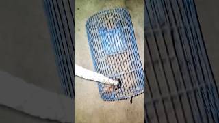 Today We Caught Some Mice In A Mouse Trap  Rodent Animals  آج ہم نے پھندے میں کُچھ چوہے پکڑ لیئے [upl. by Aliek]