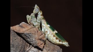 Haltungstipps für die Asiatische BlütenmantisCreobroter gemmatus [upl. by Mccomb]