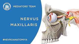 Nervus maxillaris Yuqori jag nervi Mediators team [upl. by Farlay579]